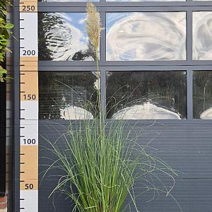 Cortaderia sel. 'Citaro' Container 12lt. 100/120cm.