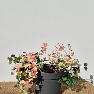 Trachelospermum as. 'Tricolor' Container 3lt.