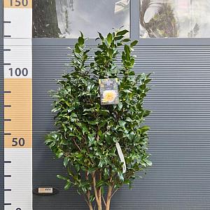 Camellia japonica Container 10lt. 90/100cm.