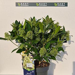 Skimmia confusa 'Kew Green' Container 5lt. 45/50cm.