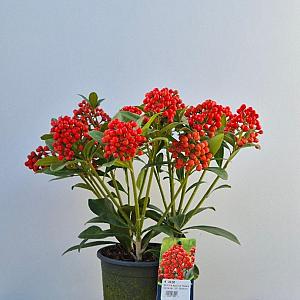 Skimmia japonica 'Pabella' Container 1,5lt. 35/40cm.