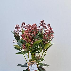 Skimmia japonica 'Rubella' Container 1,5lt. 25/30cm.