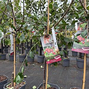 Prunus d. Opal Laagstam Container 7,5lt.
