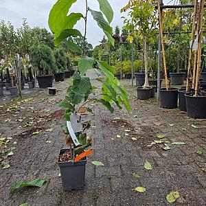 Asimina t. PawPaw Container 5lt.