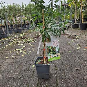 Prunus dulcis Container 5lt.