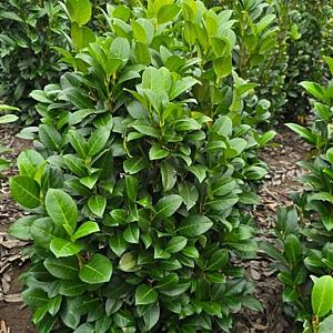 Prunus l. 'Obelisk' Kluit 140/160cm.