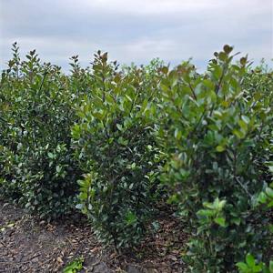 Ilex meserveae 'Heckenblau' Kluit 50/60cm.