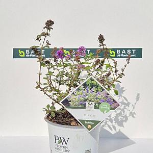 Buddleia dav. 'Blue Chip' Container 3lt.