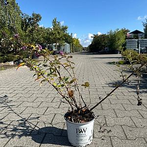 Buddleia dav. 'Blue Chip' Container 3lt.