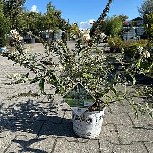 Buddleia dav. 'White Chip' Container 3lt.