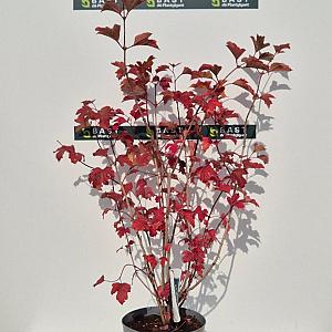 Viburnum opulus 'Roseum' Container 3lt. 45/50cm.