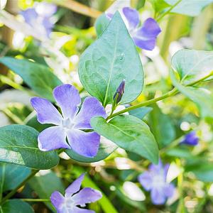 Vinca major Pot 9cm.