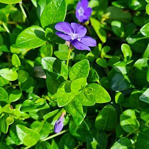 Vinca minor Pot 9cm.