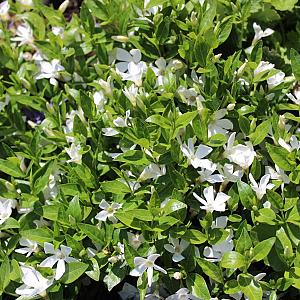 Vinca minor 'Gertrude Jekyll' Pot 9cm.