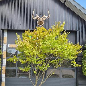 Zelkova serrata Meerstammig Container 230lt. 350/400cm.