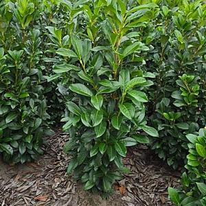 Prunus l. 'Genolia' Kluit 60/80cm.