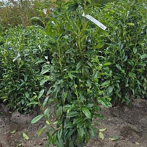 Prunus l. 'Genolia' Kluit 125/150cm.