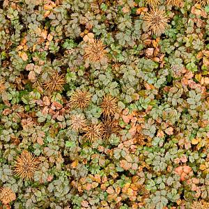 Acaena microphylla 'Kupferteppich' Pot 9cm.