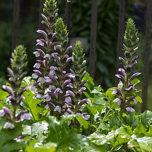 Acanthus hungaricus Pot 9cm.