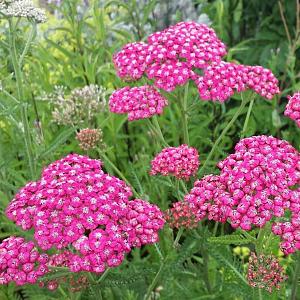 Achillea mil. 'Cerise Queen' Pot 9cm.
