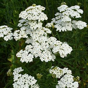 Achillea mil. 'Schneetaler' Pot 9cm.