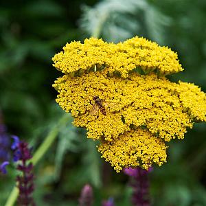 Achillea 'Coronation Gold' Pot 9cm.