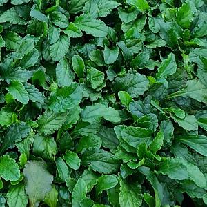 Ajuga reptans Pot 9cm.