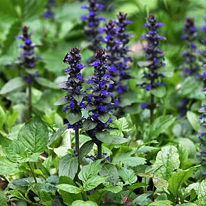 Ajuga reptans 'Atropurpurea' Pot 9cm.