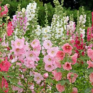 Alcea rosea Pot 9cm.