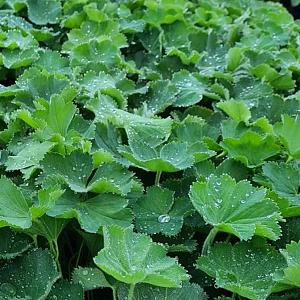 Alchemilla mollis Pot 9cm.