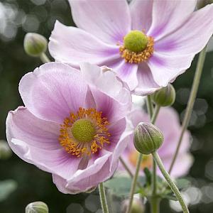 Anemone hup. 'September Charm' Pot 9cm.