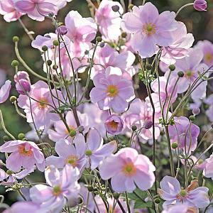 Anemone tomentosa 'Robustissima' Pot 9cm.