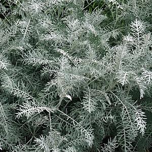 Artemisia 'Powis Castle' Pot 9cm.