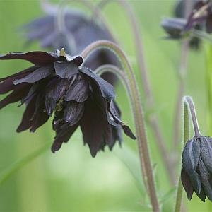 Aquilegia v. 'Black Barlow' Pot 9cm.