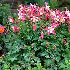 Aquilegia 'Crimson Star' Pot 9cm.