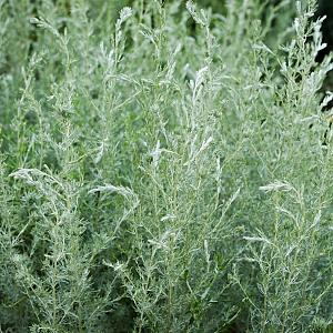 Artemisia lud. 'Silver Queen' Pot 9cm.