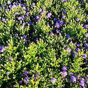 Aster (D) 'Prof. Anton Kippenberg' Pot 9cm.
