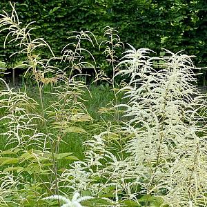 Aruncus aethusifolius Pot 9cm.
