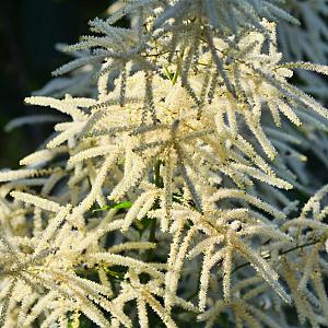 Aruncus dioicus Pot 9cm.