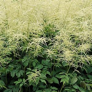 Aruncus dioicus 'Kneiffii' Pot 9cm.