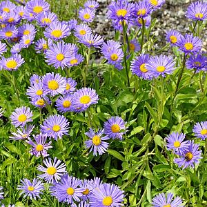 Aster alpinus Pot 9cm.