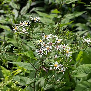 Aster divaricatus Pot 9cm.