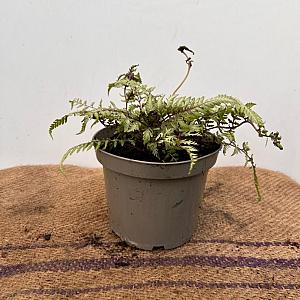 Athyrium niponicum 'Metallicum' Container 2lt.