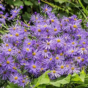 Aster frikartii 'Mönch' Pot 9cm.