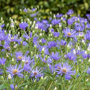 Aster macrophyllus 'Twilight' Pot 9cm.