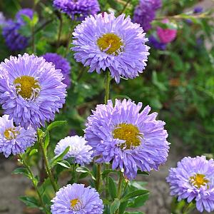 Aster n.-b. 'Marie Ballard' Pot 9cm.