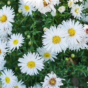Aster (D) 'Apollo' Pot 9cm.