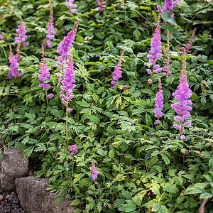 Astilbe chinensis 'Pumila' Pot 9cm.