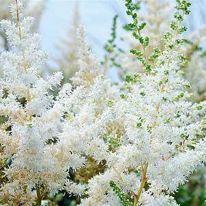 Astilbe (A) 'Brautschleier' Pot 9cm.