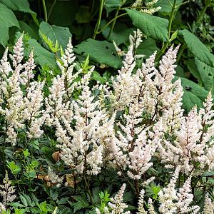 Astilbe (J) 'Deutschland' Pot 9cm.